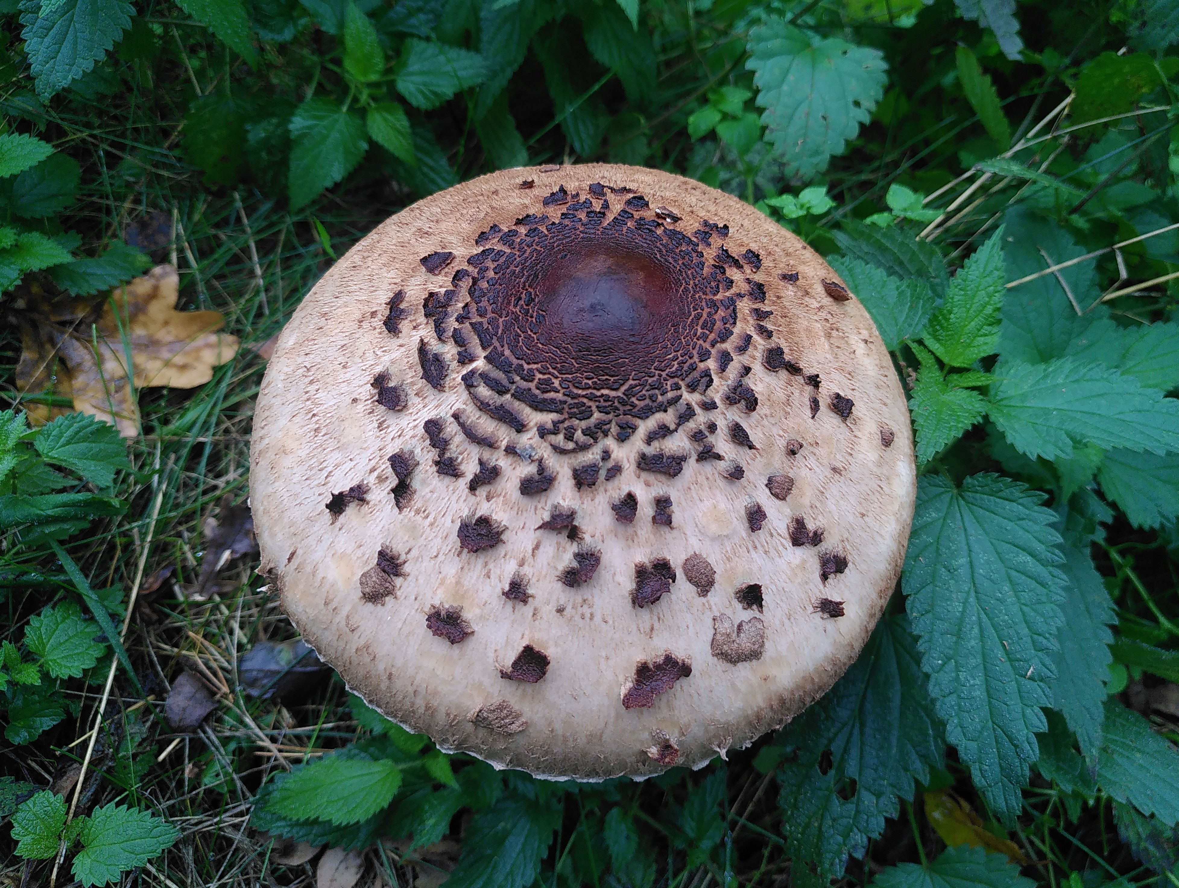 Veganer straciatella Pilz